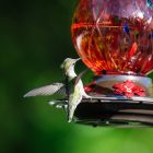Hummingbird Feeder Recipe : Nectar Steps 7 Hummingbird Feeder Recipe =