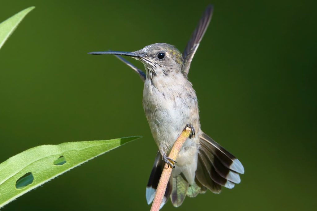 Hummingbird Migration Patterns and Maps