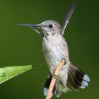 Hummingbird Migration Patterns and Maps
