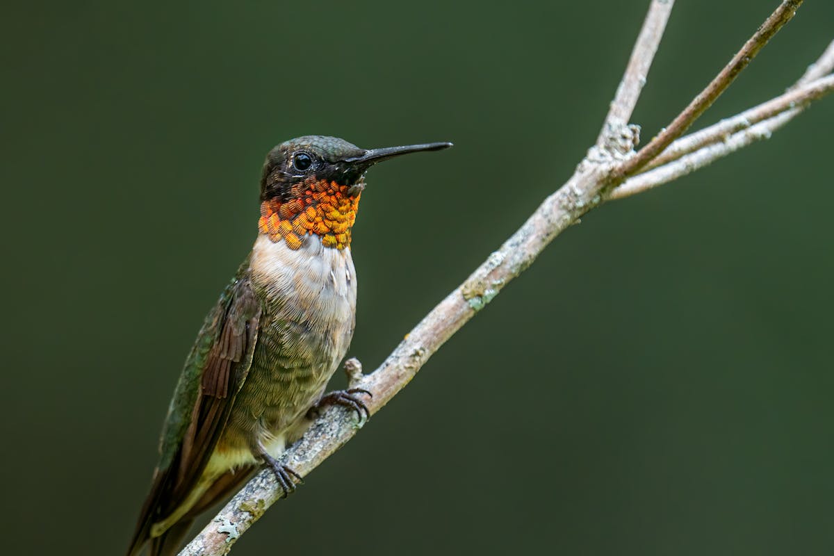 Hummingbird can Fly Backwards? Interesting Facts 1 Hummingbird-can-Fly-Backwards-Interesting-Facts