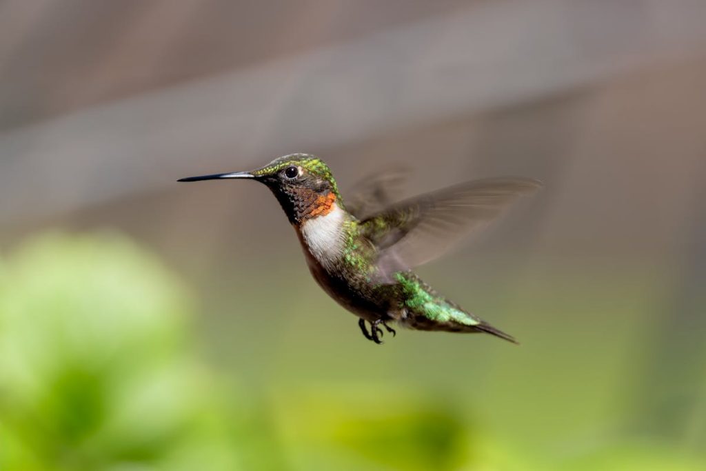 Hummingbird can Fly Backwards Interesting Facts