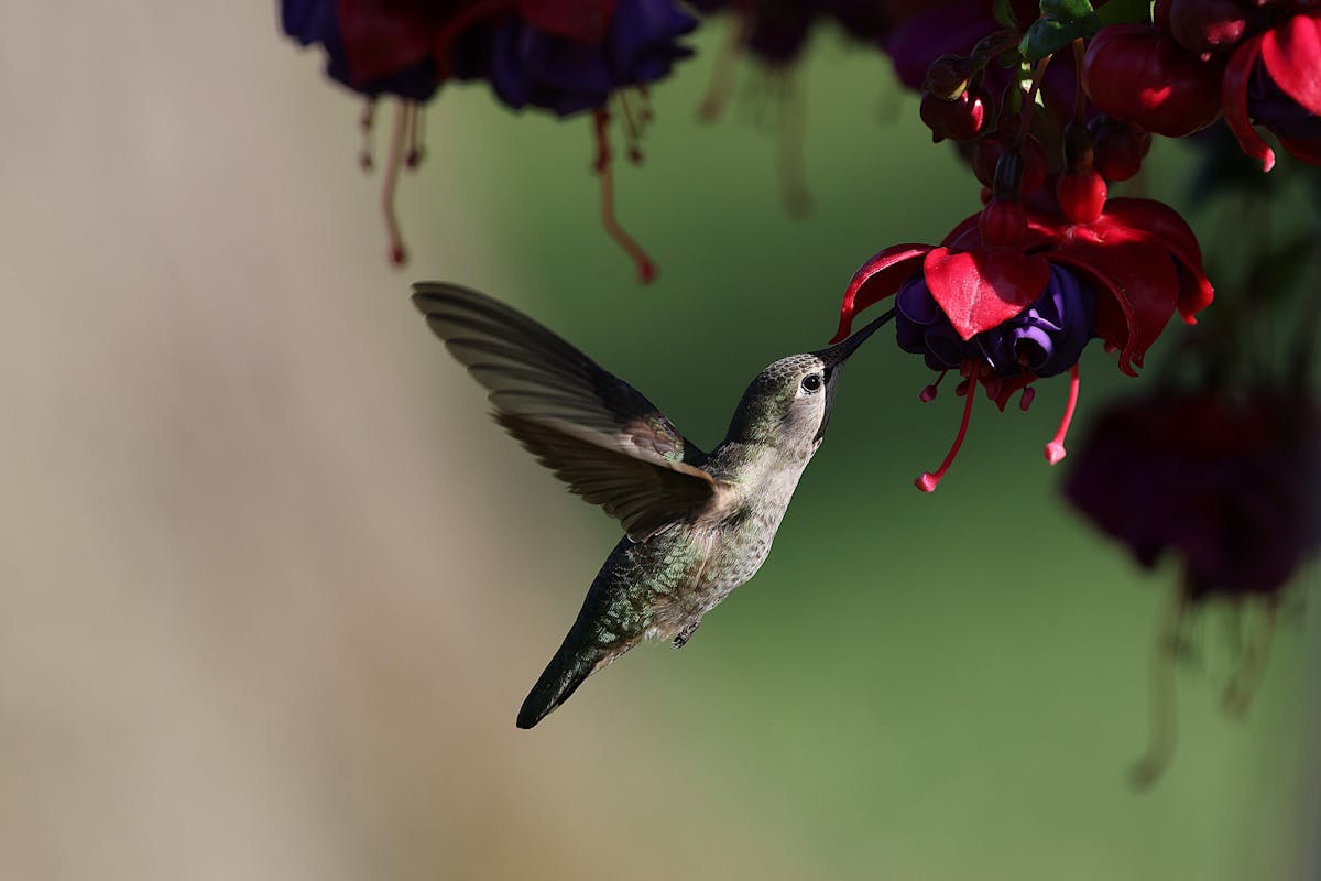 Ruby-throated Hummingbird with Red Neck? 1 Ruby-throated Hummingbird with Red Neck