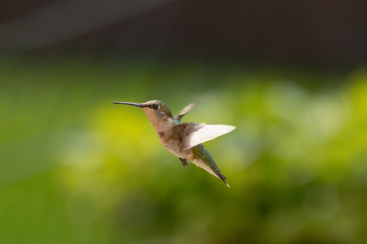 Ruby-throated Hummingbird with Red Neck? 2 Ruby-throated Hummingbird with Red Neck