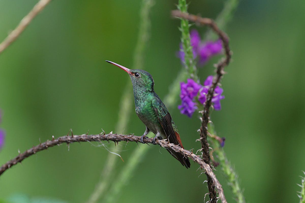 Top 26 for Hummingbirds and Flowers 1 Hummingbirds-and-Flowers-