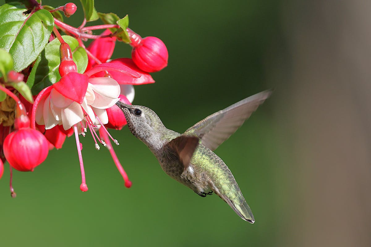 Top 26 for Hummingbirds and Flowers 2 Hummingbirds-and-Flowers-