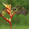 Top 26 for Hummingbirds and Flowers 7 Hummingbirds-and-Flowers-