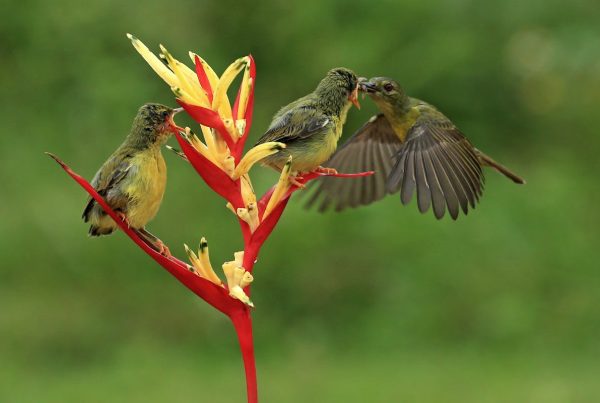 Hummingbirds-and-Flowers-