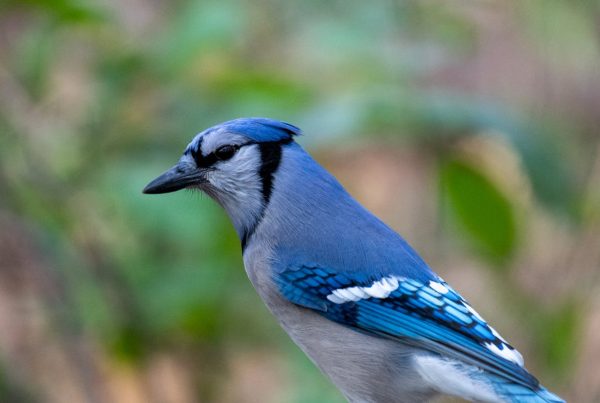 What blue jay bird eat? 7 What blue jay bird eat