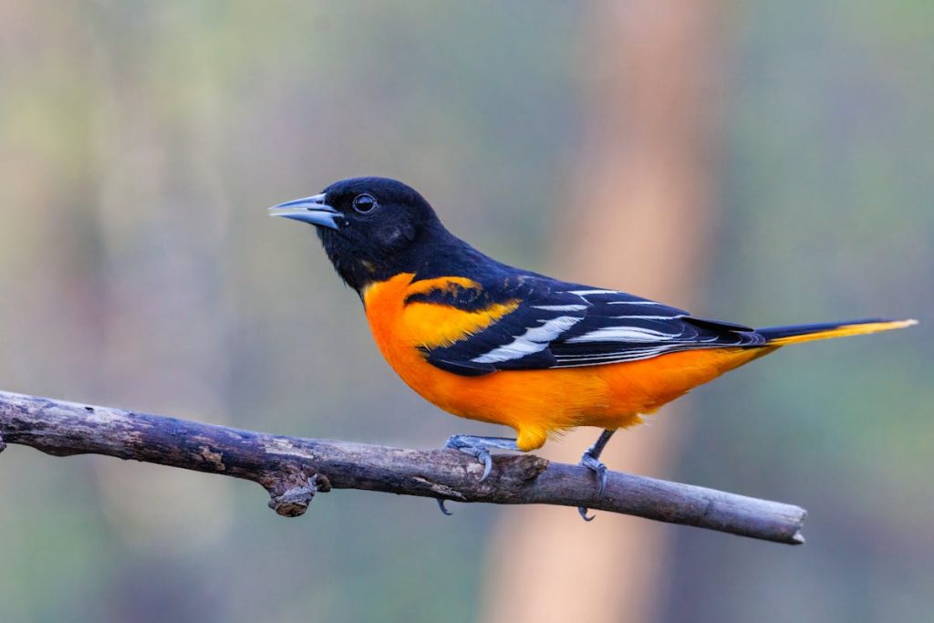 What does a baltimore oriole sound like
