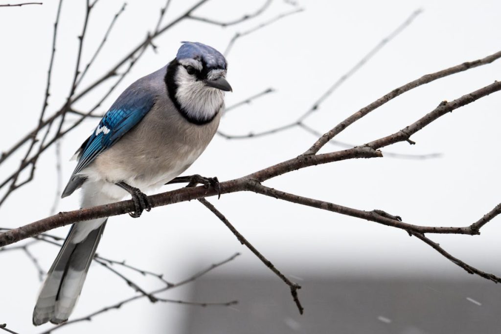 blue jay bird sound like