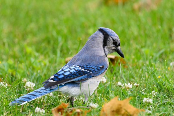 blue jay bird Explain.