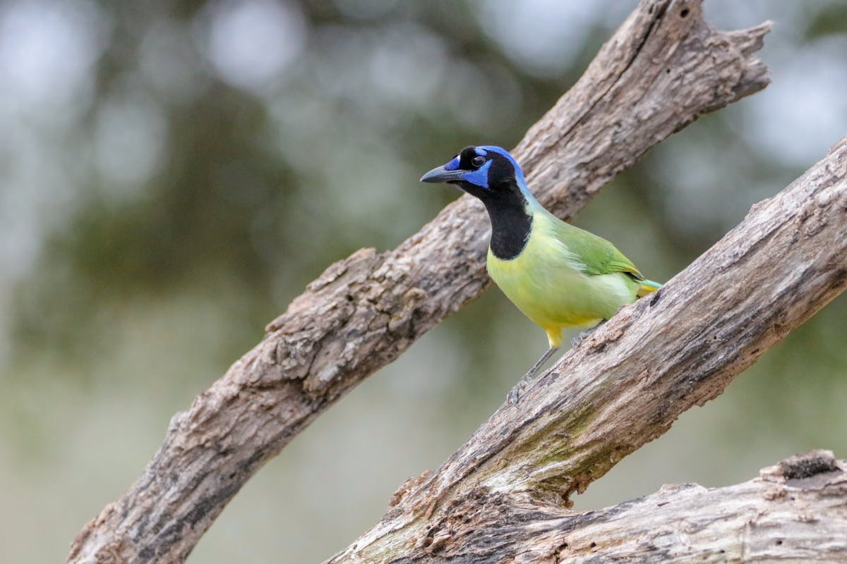 What role do blue jays play in their ecosystem? 2 blue jays play