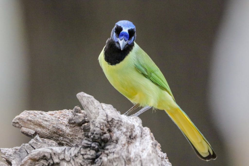 blue jays play in their ecosystem