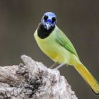 blue jays play in their ecosystem