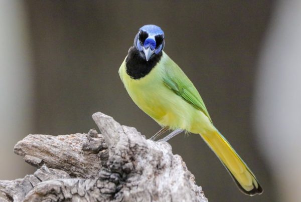 What role do blue jays play in their ecosystem? 9 blue jays play in their ecosystem