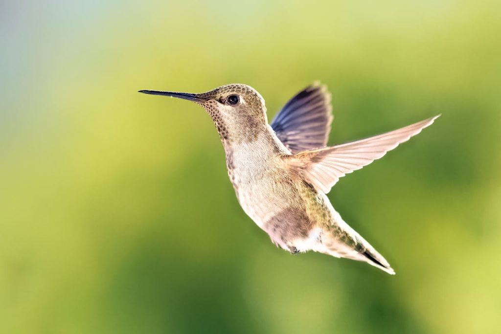 When Hummingbird Season Hummingbird Migration