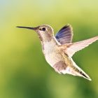 When Hummingbird Season Hummingbird Migration