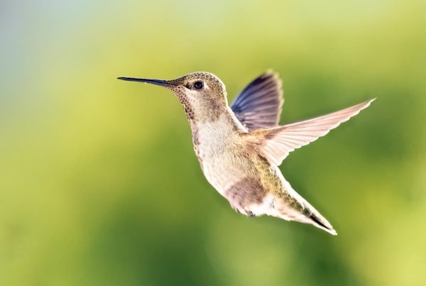 When Hummingbird Season? Hummingbird Migration 7 When Hummingbird Season Hummingbird Migration