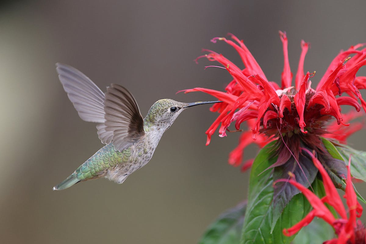 When Hummingbird Season? Hummingbird Migration 2 When Hummingbird Season Hummingbird Migration