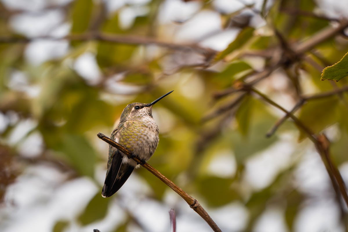 When Hummingbird Season? Hummingbird Migration 1 When Hummingbird Season Hummingbird Migration
