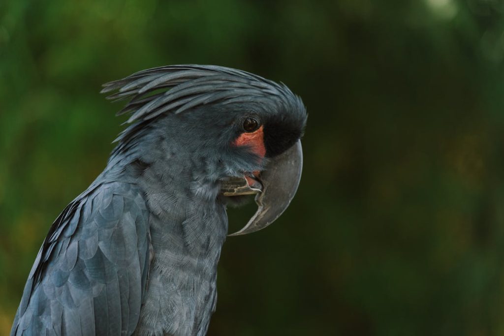 Yellow tailed Black Cockatoo - Characteristics