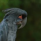 Yellow tailed Black Cockatoo - Characteristics