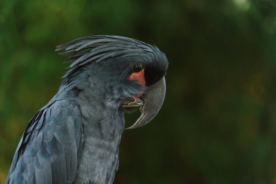 Yellow tailed Black Cockatoo - Characteristics 7 Yellow tailed Black Cockatoo - Characteristics
