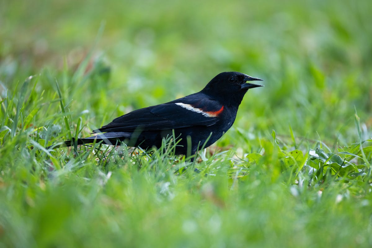 Where does the blue jay bird live? Habitat, Range, and Migration of the Blue Jay. 2 Where does the blue jay bird live
