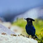 Where does the blue jay bird live? Habitat, Range, and Migration of the Blue Jay. 12 Blue jay bird