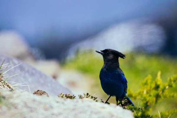 Where does the blue jay bird live? Habitat, Range, and Migration of the Blue Jay. 13 Blue jay bird