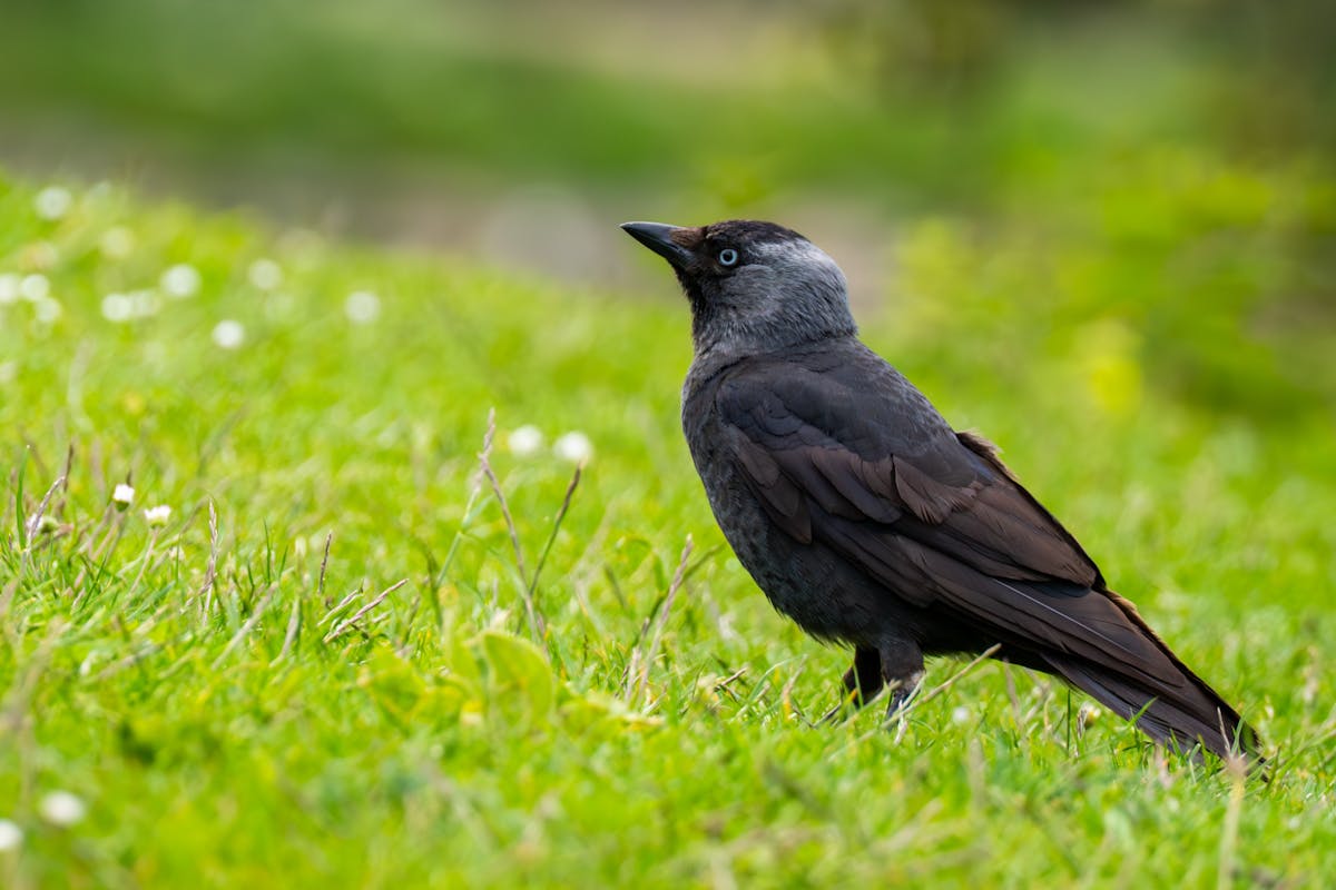 Where does the blue jay bird live? Habitat, Range, and Migration of the Blue Jay. 1 Where does the blue jay bird live