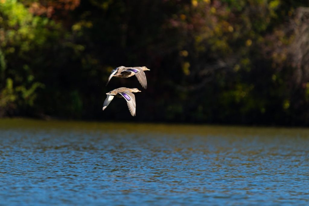 Birds Navigate Migration