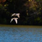 How Do Birds Navigate During Migration? 4 Birds Navigate Migration