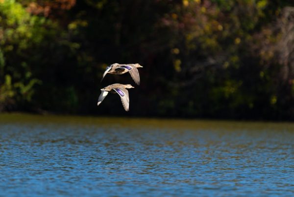 Birds Navigate Migration