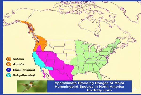 2026 hummingbird migration map in usa time
