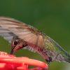 A Hummingbird Feeder to Monitor and Capture