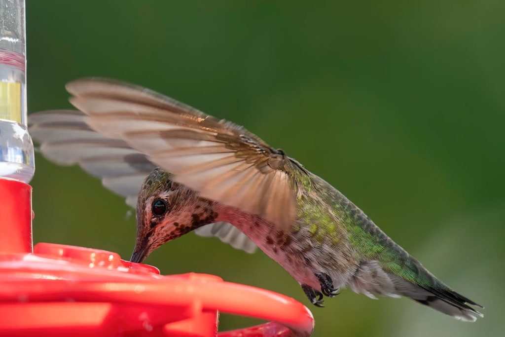 A Hummingbird Feeder to Monitor and Capture