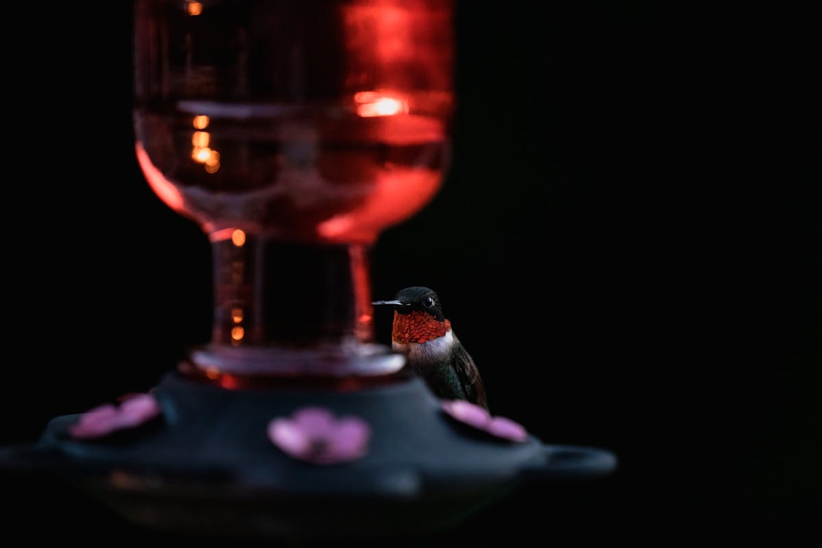 A Hummingbird Feeder to Monitor and Capture in 4K Slow Motion 2 A Hummingbird Feeder to Monitor and Capture in 4K Slow Motion
