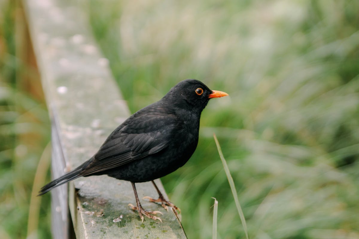 The Birds You’re Likely to See for the Big Garden Birdwatch 2026 6 Blackbird