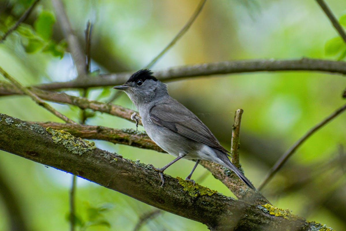 The Birds You’re Likely to See for the Big Garden Birdwatch 2026 8 Blackcap bird
