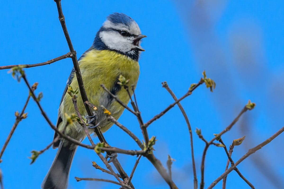 The Birds You’re Likely to See for the Big Garden Birdwatch 2026 3 Blue Tit