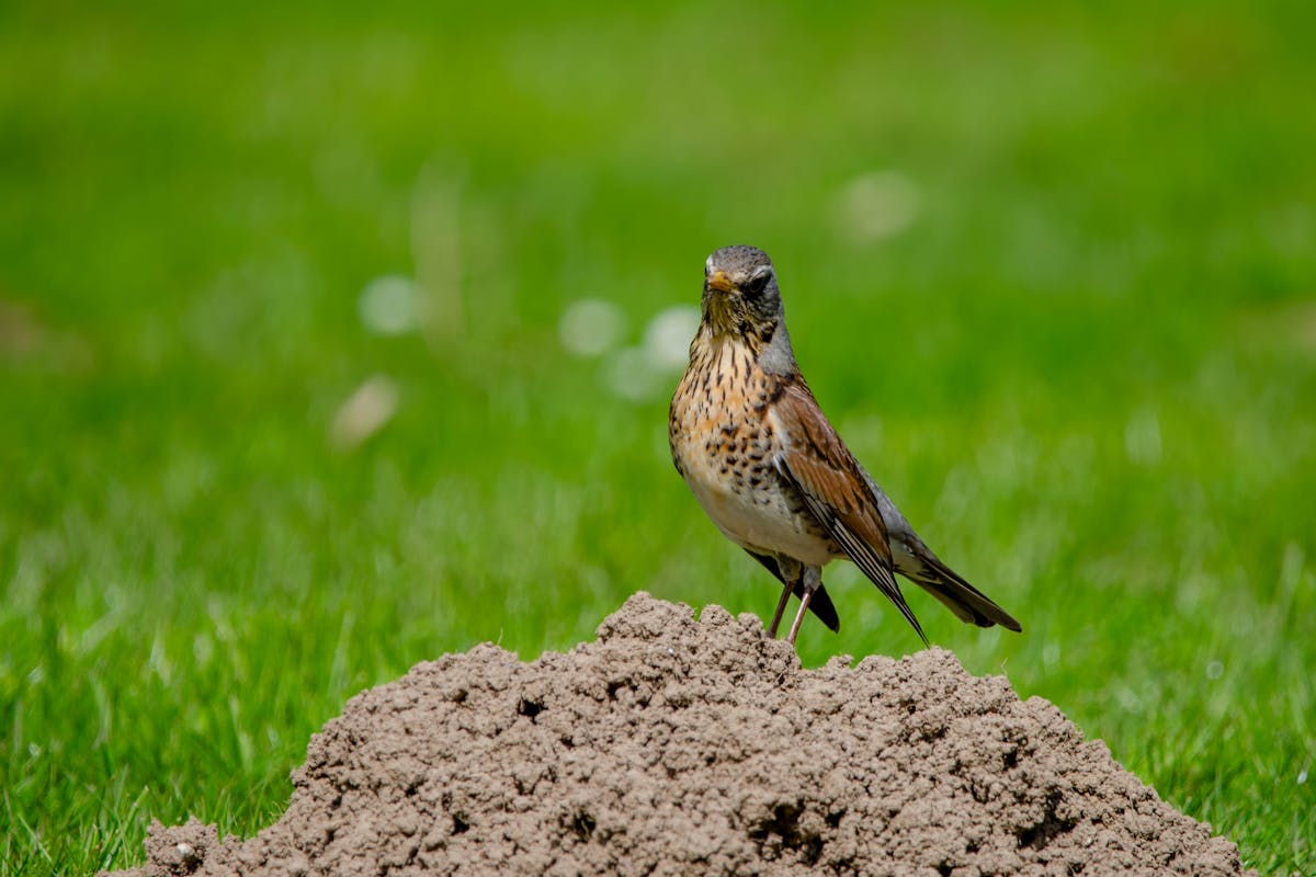 The Birds You’re Likely to See for the Big Garden Birdwatch 2026 10 Fieldfare
