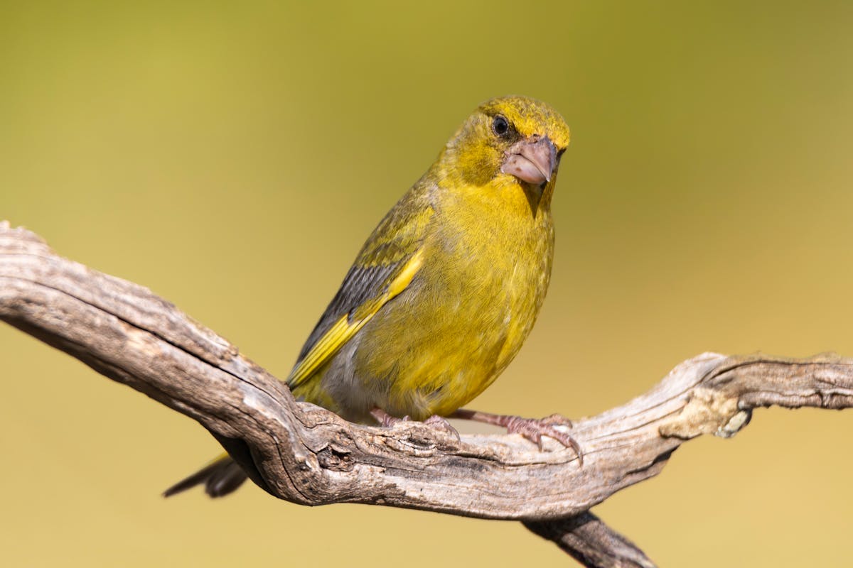 The Birds You’re Likely to See for the Big Garden Birdwatch 2026 13 Greenfinch