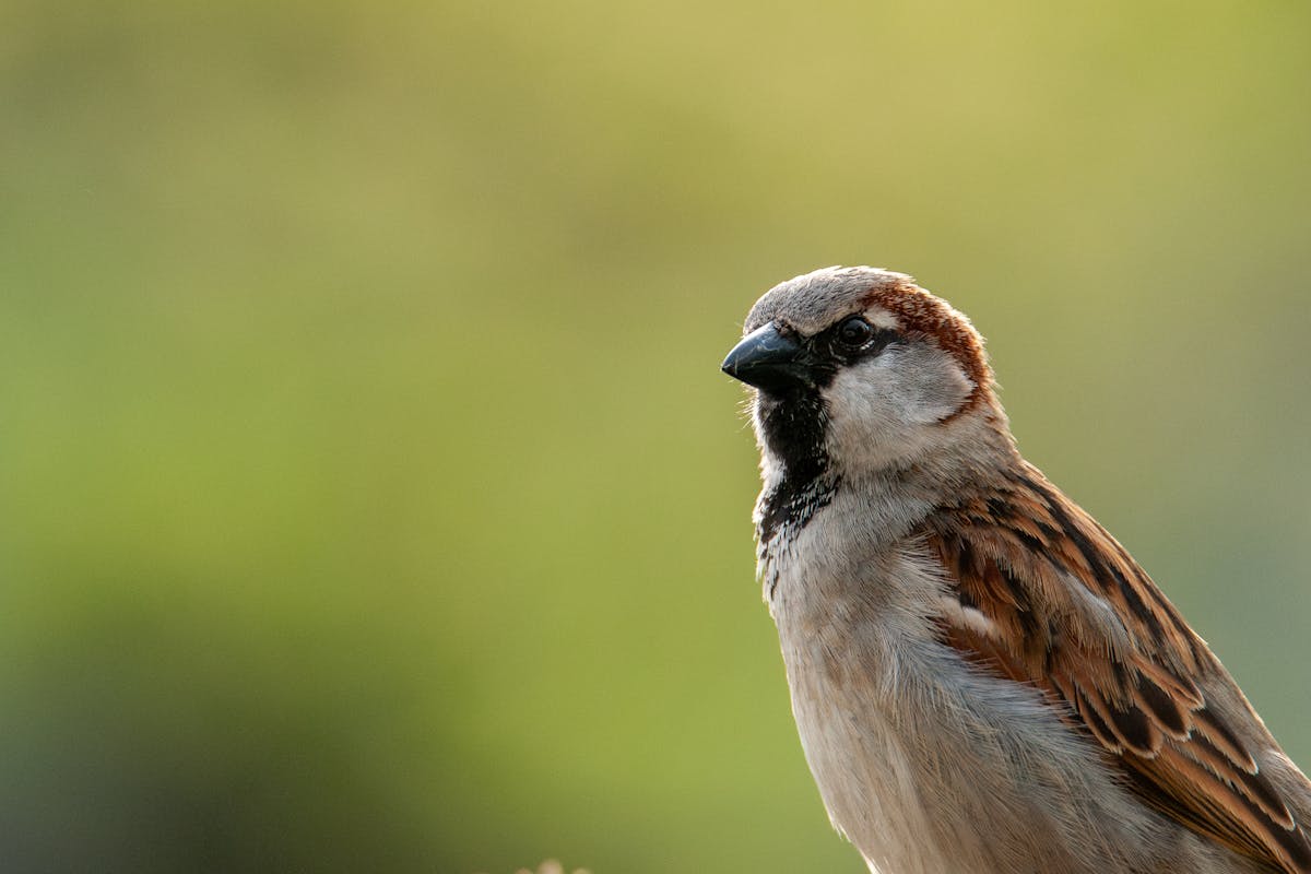 The Birds You’re Likely to See for the Big Garden Birdwatch 2026 2 House Sparrow
