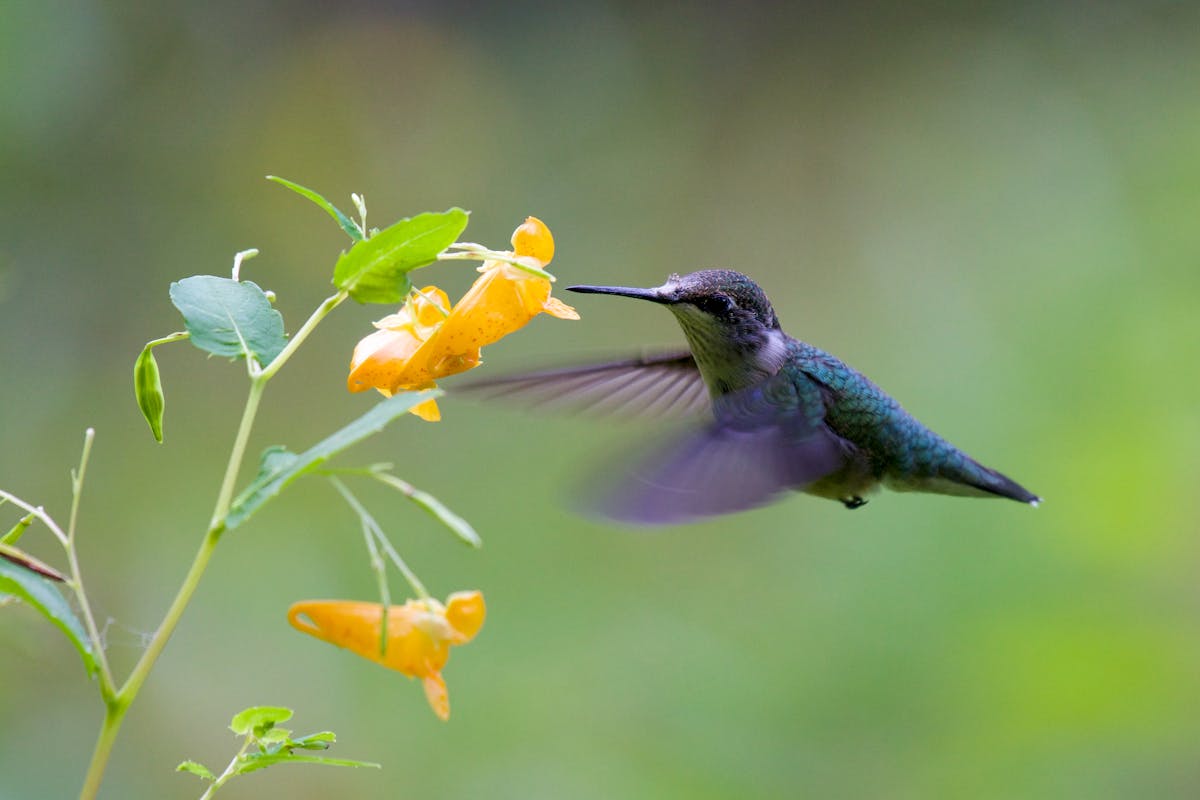 Why Hummingbirds Are the Only Birds That Can Fly Backwards 2 How Do Hummingbirds Fly Backwards