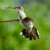 How Do Hummingbirds Fly Backwards