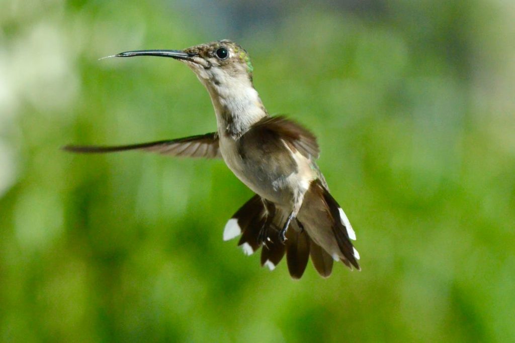 How Do Hummingbirds Fly Backwards