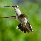 Why Hummingbirds Are the Only Birds That Can Fly Backwards 11 How Do Hummingbirds Fly Backwards
