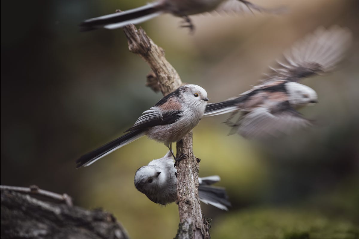 The Birds You’re Likely to See for the Big Garden Birdwatch 2026 11 Long-tailed Tit Bird