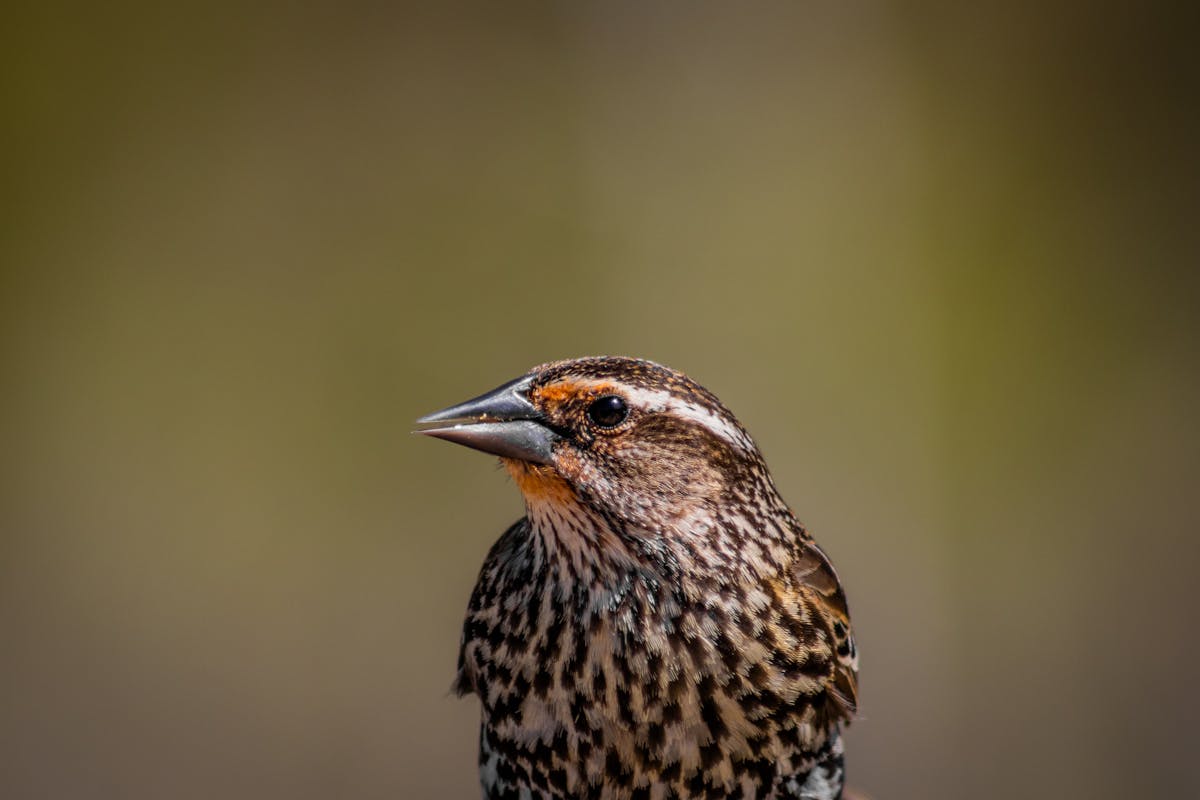 The Birds You’re Likely to See for the Big Garden Birdwatch 2026 9 Redwing bird